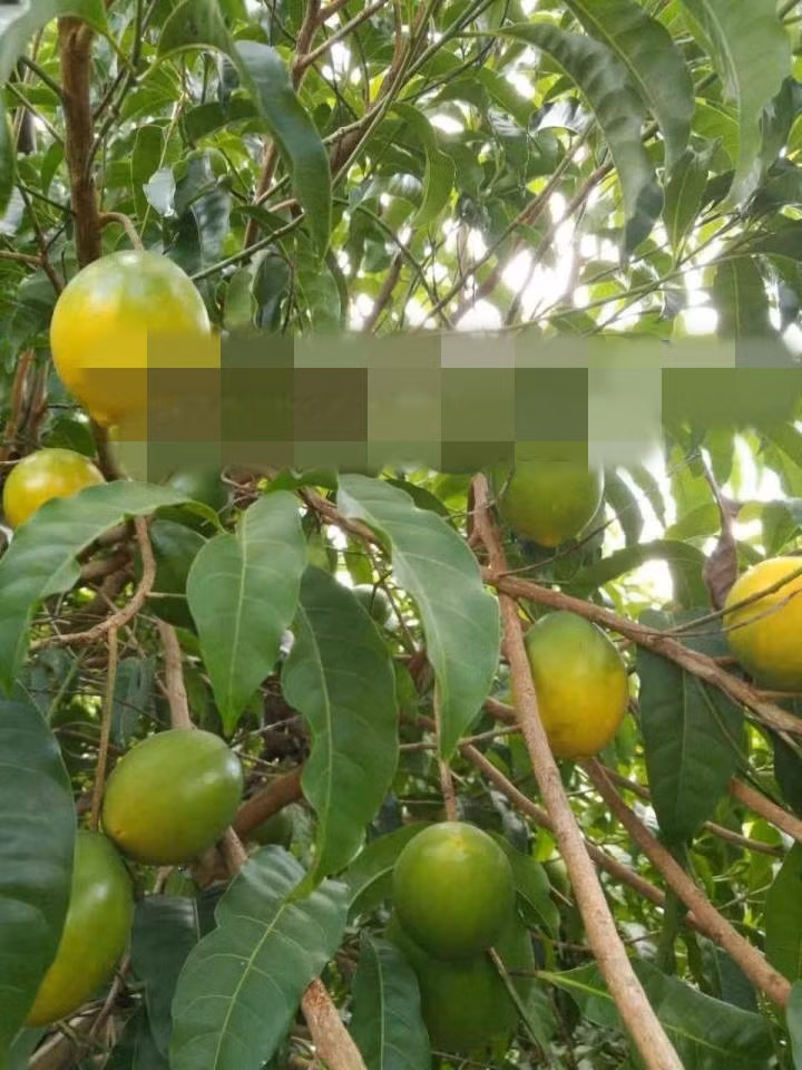 Theo người bán, vú sữa vàng thích hợp với khí hậu ở Việt Nam. Ảnh: Trung tâm giống cây dược liệu.