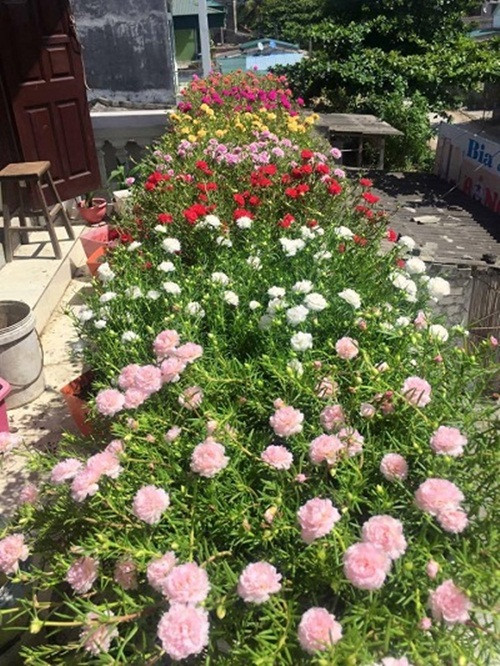 Vườn hoa mười giờ rộng gần 400m2. Vào mùa hè, nếu ngắt cả vườn để bán, anh Phúc thu được hàng tấn hoa nguyên cành. Ảnh: Vietnamnet.