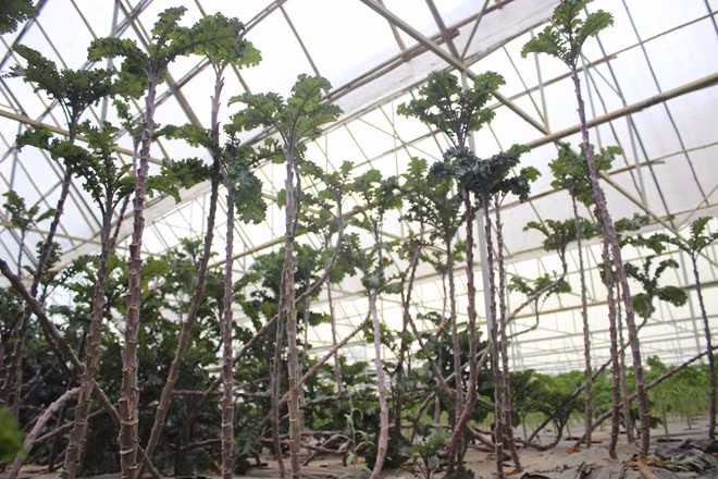 Với giá bán này, cải xoăn Đà Lạt đem lại hiệu quả kinh tế cao hơn các loại rau khác. Ảnh: Cầu Đất Farm.