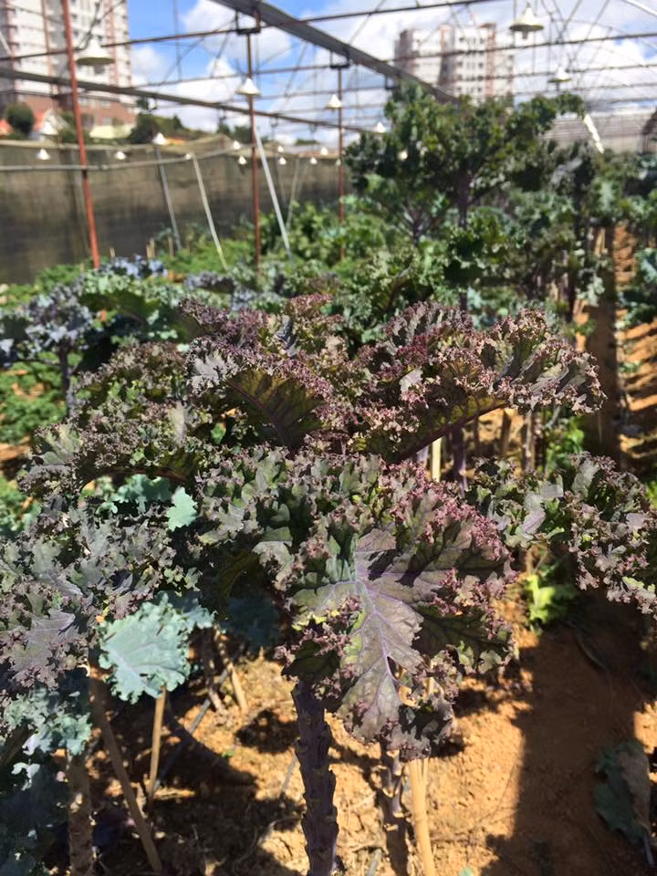 Khi năng suất thấp đi, chủ vườn mới phá bỏ cây cải xoăn. Ảnh: Dalathotel.