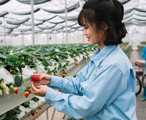 Nhờ năng suất vượt trội, vườn dâu rộng hàng nghìn m2 cho thu hoạch hàng chục tấn quả ngay trong lứa đầu tiên (khoảng 6 tháng). Ảnh: FB Lê Quốc Đại.