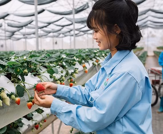 Nhờ năng suất vượt trội, vườn dâu rộng hàng nghìn m2 cho thu hoạch hàng chục tấn quả ngay trong lứa đầu tiên (khoảng 6 tháng). Ảnh: FB Lê Quốc Đại.