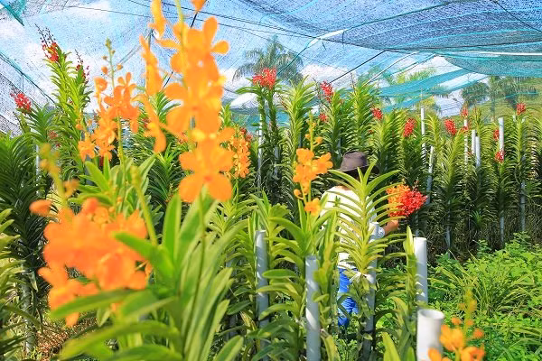 Khoảng 300 triệu đồng là nguồn thu từ cây, trái của bãi rác Đông Thạnh hiện nay, tuy còn khiêm tốn nhưng nó là dấu hiện của sự hội sinh một vùng đất ô nhiễm.