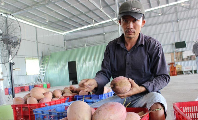Xoài ba màu An Giang đang được xuất khẩu sang thị trường các nước như Thụy Sĩ, New Zealand, Hàn Quốc và Nhật Bản. Ảnh: Dân Việt.