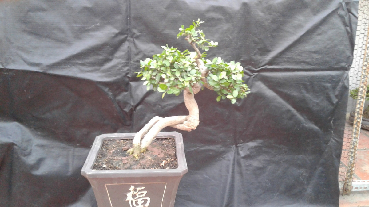 Chậu bonsai được nghệ nhân cắt tỉa, uốn từ hai thân duối. Ảnh: Caycanhvietnam.