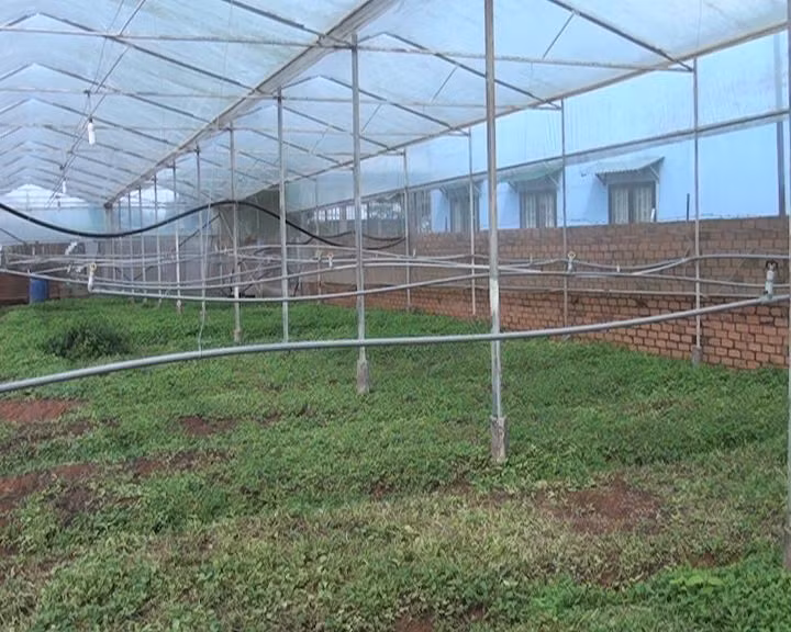 Trong khuôn viên hơn 400 m2 nhà kính, chị Nhung trồng cây rau rừng lỗ bình - rau được xem như là loại thảo dược quý chữa được nhiều bệnh. Ảnh: Baolamdong.