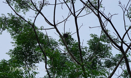 Tổ kiến thường ở trên cây cao nên người săn phải trèo lên tận cành cao để tìm. Ảnh: Dân Việt.