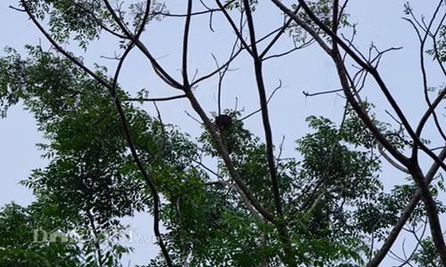 Tổ kiến thường ở trên cây cao nên người săn phải trèo lên tận cành cao để tìm. Ảnh: Dân Việt.