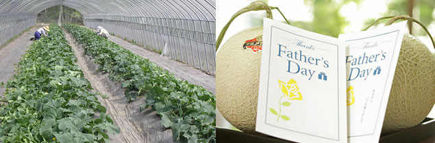 Dưa Yubari bắt đầu thu hoạch từ háng 5 cho đến đầu thu. Mỗi năm thị trấn nhỏ này chỉ sản xuất được một số lượng dưa nhỏ. Ảnh: Japan.