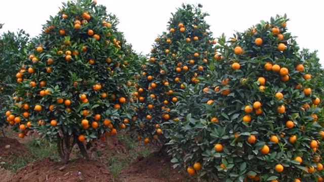 Nên xới xáo quanh gốc quất từ 5-7 ngày sau khi trồng. Ngoài ra, nên bón thêm nước hoặc phân chuồng. Ảnh: Nhanong.