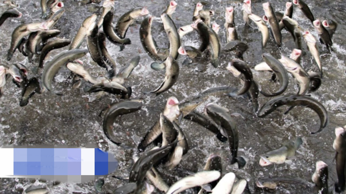 Sự độc đáo của đàn cá lóc đã giúp vườn du lịch của anh Tín trở nên nổi tiếng. Ảnh: VTC.