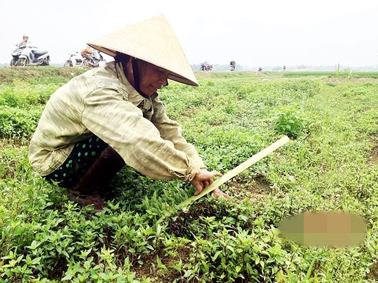 Các giống rau gia vị trồng tại đây là mùi tàu, kinh giới, rau ngổ, rau quế, diếp cá...Ảnh: Baonghean.