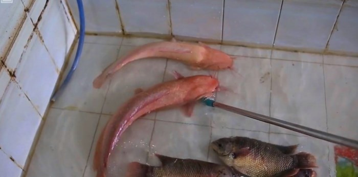 Lúc đầu, ông Bình mua cặp cá trê này chỉ nhỏ bằng ngón tay cái. Sau 2 năm nuôi trong bể bê tông, cặp cá đã có trọng lượng hiếm gặp. Ảnh: Người đưa tin.