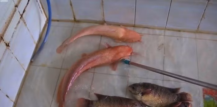 Lúc đầu, ông Bình mua cặp cá trê này chỉ nhỏ bằng ngón tay cái. Sau 2 năm nuôi trong bể bê tông, cặp cá đã có trọng lượng hiếm gặp. Ảnh: Người đưa tin.