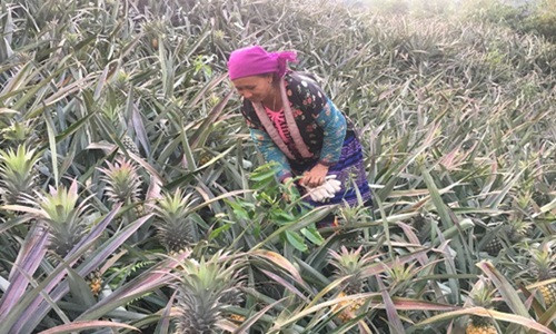 Tại vùng đất bản Nà Sang (xã Na Sang, huyện Mường Chà, tỉnh Điện Biên), người dân trồng dứa trên đất dốc cũng mang lại hiệu quả kinh tế cao. Ảnh: Dân Việt.