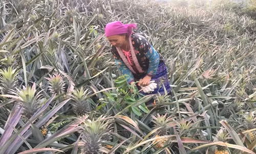 Tại vùng đất bản Nà Sang (xã Na Sang, huyện Mường Chà, tỉnh Điện Biên), người dân trồng dứa trên đất dốc cũng mang lại hiệu quả kinh tế cao. Ảnh: Dân Việt.