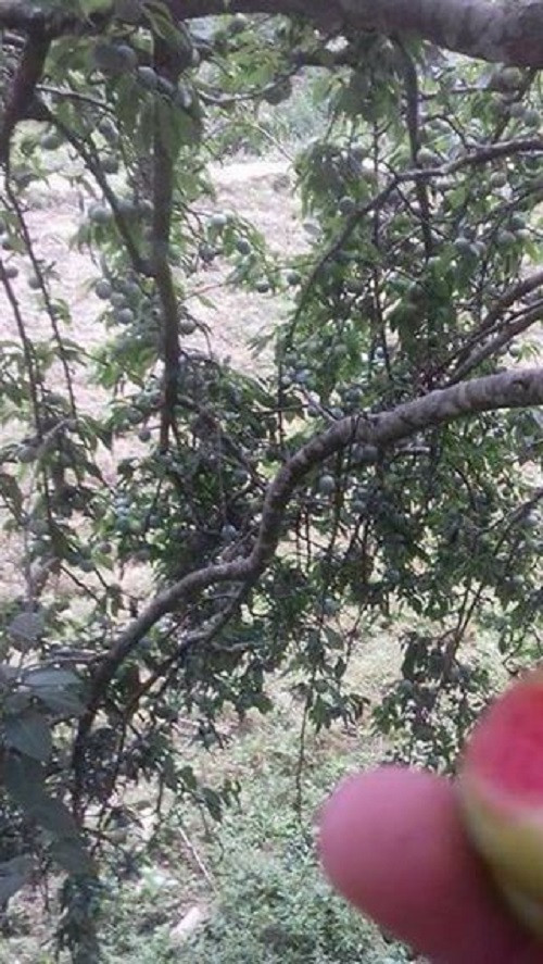Năm nay thời tiết thuận lợi nên những cây mận máu Hoàng Su Phì đều sai quả. Ảnh: FB Diep BQ.