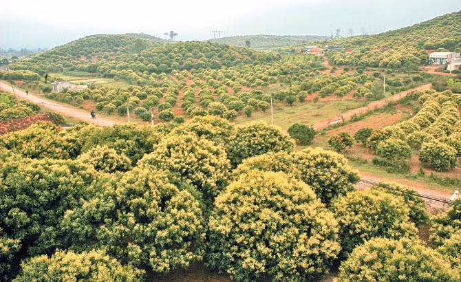 Mua mat ong thang 3 “hai ra tien” o Bac Giang