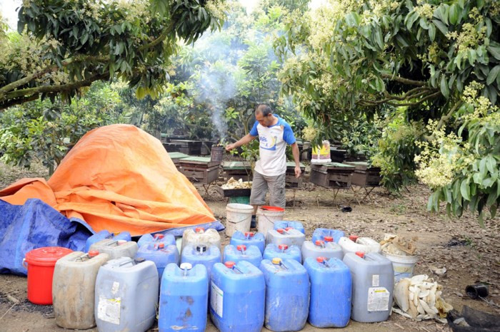 Hộ nuôi nhiều có tới 500 đàn ong, tạo nguồn thu ổn định cho gia đình. Ảnh: Baobacgiang.