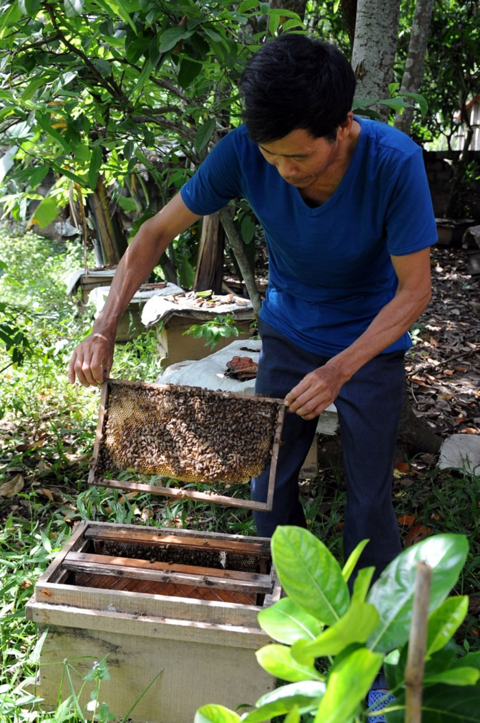 Lợi nhuận mang lại cao nhưng theo người trong nghề, nuôi ong mật vừa dễ lại vừa khó. Ảnh: Truyenhinhlucngan.