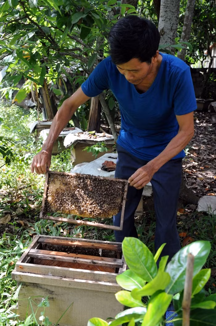 Lợi nhuận mang lại cao nhưng theo người trong nghề, nuôi ong mật vừa dễ lại vừa khó. Ảnh: Truyenhinhlucngan.