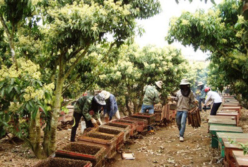 Bên cạnh lợi ích về kinh tế, nghề nuôi ong lấy mật còn giúp thụ phấn cho các loại cây trồng, góp phần tăng năng suất, chất lượng hoa quả. Ảnh: Baobacgiang.