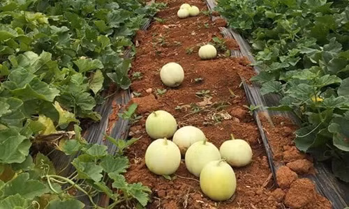 Dưa lê là cây trồng ngắn ngày cho năng suất cao. Từ lúc gieo trồng đến lúc thu hoạch trong khoảng từ 55 – 60 ngày. Ảnh: FB Lĩnh Hoàng‎.
