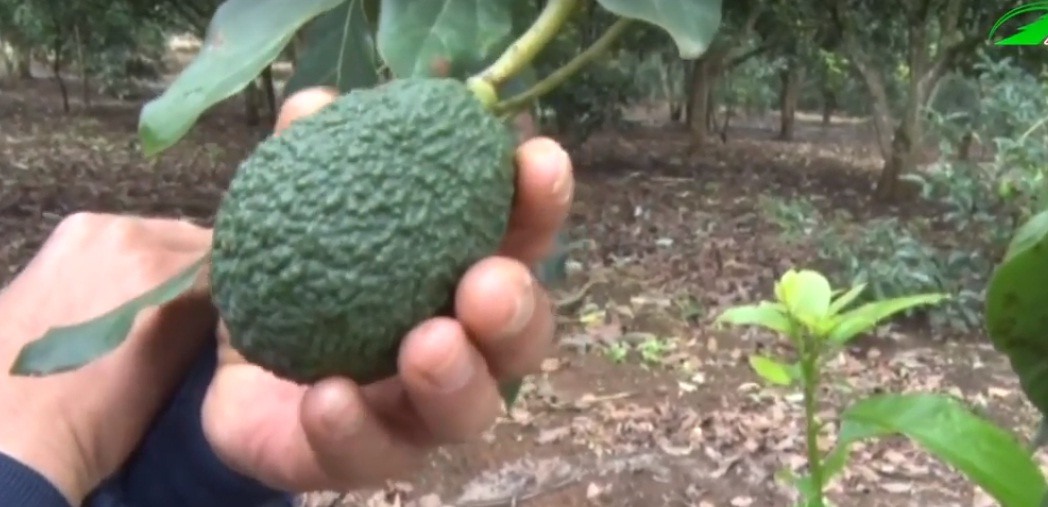 Nhờ đó mà năng suất tại trang trại bơ đạt 120% so với phương pháp canh tác cũ. Ảnh: LTV.