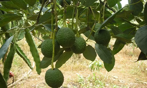 Cây bơ đang dần trở thành loại cây được ưa chuộng tại Lâm Đồng. Ngoài những giống bơ được tuyển chọn tại địa phương, thì giống bơ Mỹ nhập khẩu cũng được bà con quan tâm. Ảnh: Kinhtevadubao.