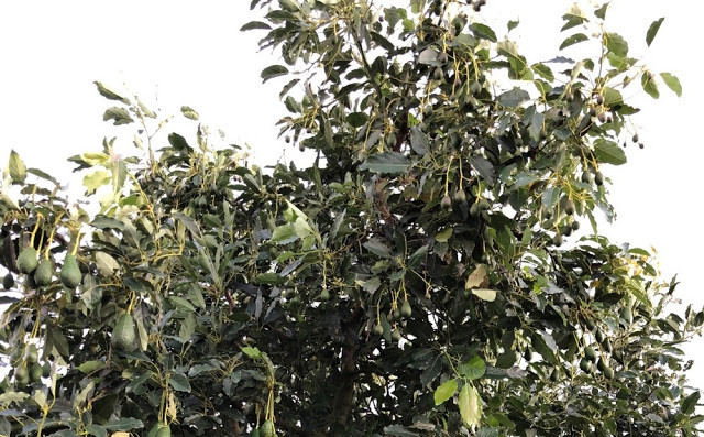 Trang trại bơ Mỹ của ông Thống áp dụng toàn toàn phương pháp canh tác theo tiêu chuẩn VietGap. Ảnh: Traicaydungmap.