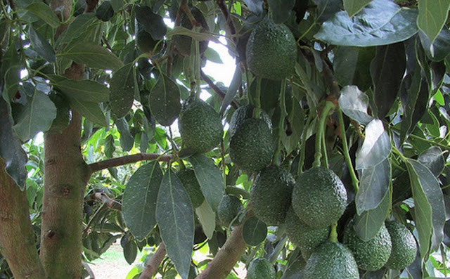 Bơ Mỹ có vỏ xù xì, dày và cứng. Ảnh: Traicaydungmap.