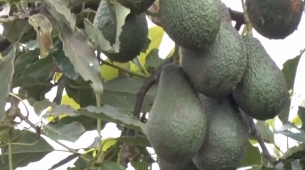 Ngoài ra, thời gian lưu trữ trái bơ Mỹ sau khi hái lên tới 1 tháng. Ảnh: LTV.