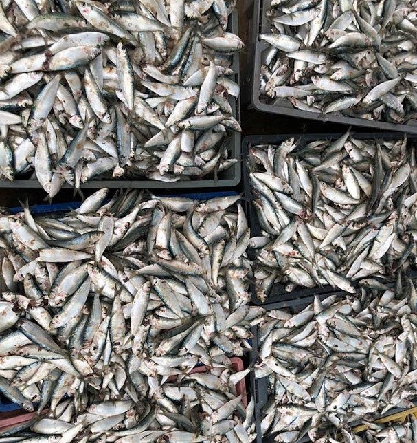 Giá cá trích tươi tại bến từ 10 - 12.000 đồng/kg, trừ chi phí, mỗi ngư dân có thu nhập ít nhất một triệu đồng/ngày, người nhiều thu đến 4-5 triệu đồng/ngày. Ảnh: Baonghean.