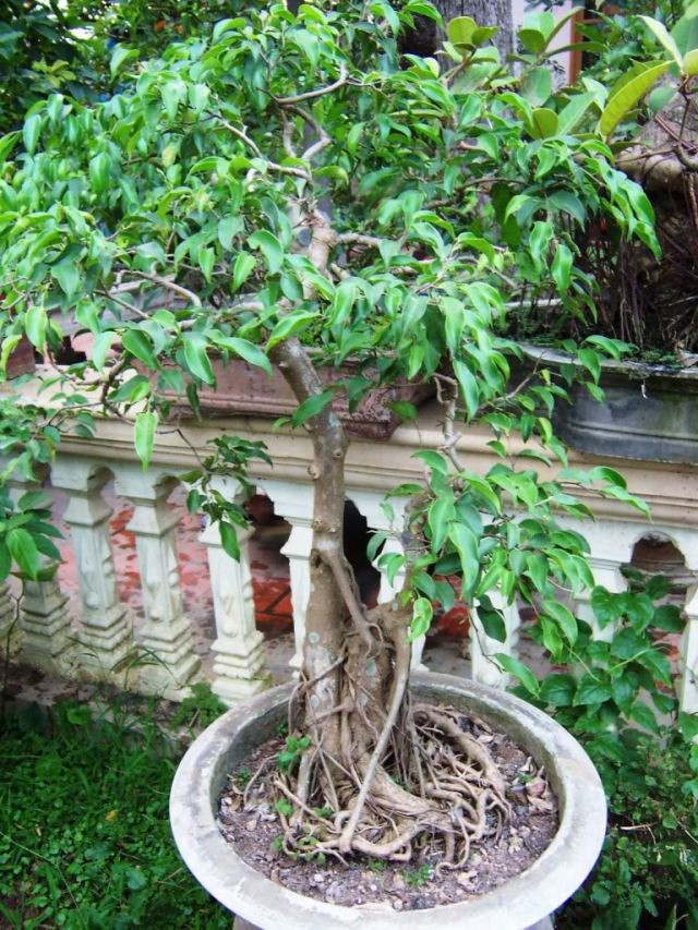 Thế phụ tử tương tự mẫu tử, nhưng cây phụ (cây cha) phải to cao và đứng thẳng hơn cây mẫu, tạo vóc dáng của người cha, ít dịu dàng hơn, cứng rắn hơn. Ảnh: Worldpress.