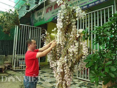 Chậu lan hoàng thảo vôi “khủng” của chàng "soái ca" trai phố núi Nguyễn Thế Bắc này có giá bán 15 triệu đồng. Rất nhiều khách tới vườn lan của anh Bắc đều thích chụp hình bên giò lan hoàng thảo vôi "khủng" này và thường nói "tếu" với nhau có câu: Quan trọng là thần thái. "Mình nghe tụi trẻ nói quan trọng là thần thái nhưng không hiểu quan trọng là thần thái nghĩa là gì...", anh Bắc thổ lộ.