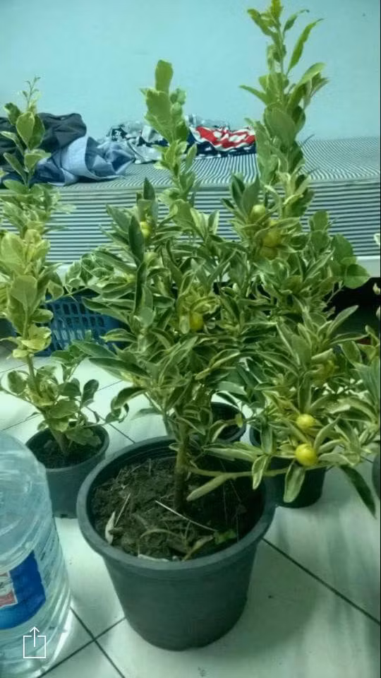 Bonsai tắc cẩm thạch bán tại vườn từ 150.000 - 200.000 đồng/chậu. Ảnh: FB Vũ Thúy Nga.