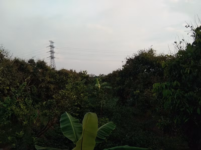 Nếu được giá như năm ngoái (từ 20.000 - 30.000 đồng/kg) thì năm nay nhiều gia đình thu về vài chục triệu, thậm chí trăm triệu đồng.