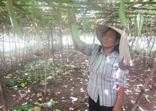 Mướp hương cũng được nông dân trong xã Trung Minh (thành phố Hòa Bình) mở rộng diện tích trồng sau khi cho thu nhập từ 50 – 100 triệu đồng/vụ. Ảnh: Baohoabinh.