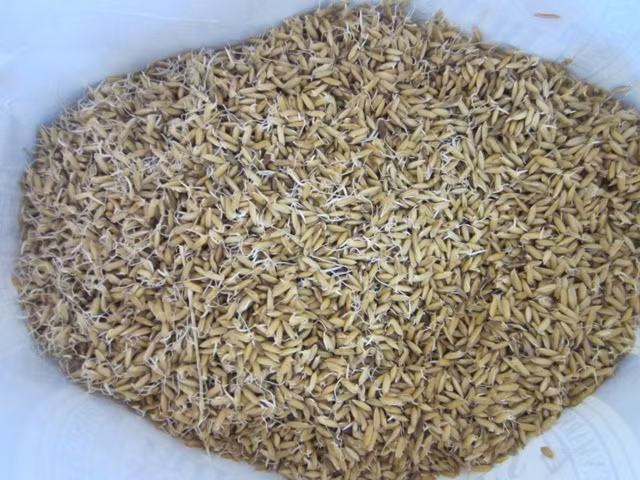 Ngâm thóc khoảng 4 ngày thì vớt ra ủ. Cho thóc vào bát to, dùng màng bọc thực phẩm bịt kín miệng. Dùng đũa chọc thủng 2 lỗ đối xứng trên màng bọc rồi đặt nơi kín gió. Ảnh minh họa: ANTD.