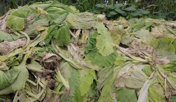 Là loại rau truyền thống ở thành phố Vinh nhưng bà con nông dân ở Hưng Đông đành phải nhổ bỏ vì giá bán quá rẻ. Ảnh: Baonghean.