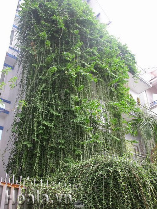 Bao phủ những lớp cây dày đặc bên ngoài tường phía Tây là một giải pháp chống nóng hiệu quả. Ảnh: Hoala.