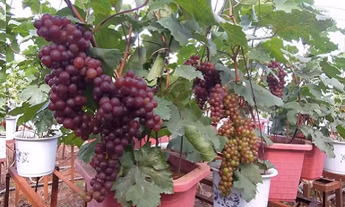 Với người dân, trồng nho cảnh cho thu nhập tốt hơn nho ăn trái, đặc biệt là dịp Tết Nguyên đán. Ảnh: Damkhoinghiep.