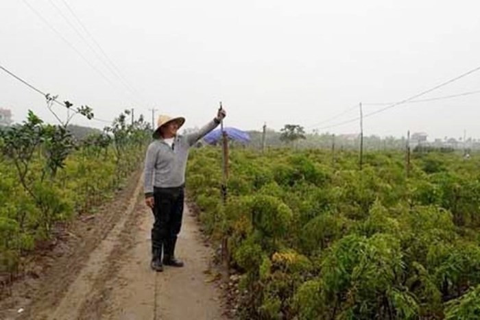 Cây đinh lăng dễ trồng, dễ chăm sóc, kinh phí đầu tư ban đầu ít. Nếu trồng một sào, sau 3 năm cho thu nhập từ 15-70 triệu đồng. Trừ chi phí, mỗi năm cho thu nhập ròng 19-21 triệu đồng/năm (tương đương 520-580 triệu đồng/ha/năm). Ảnh: Dân Việt.