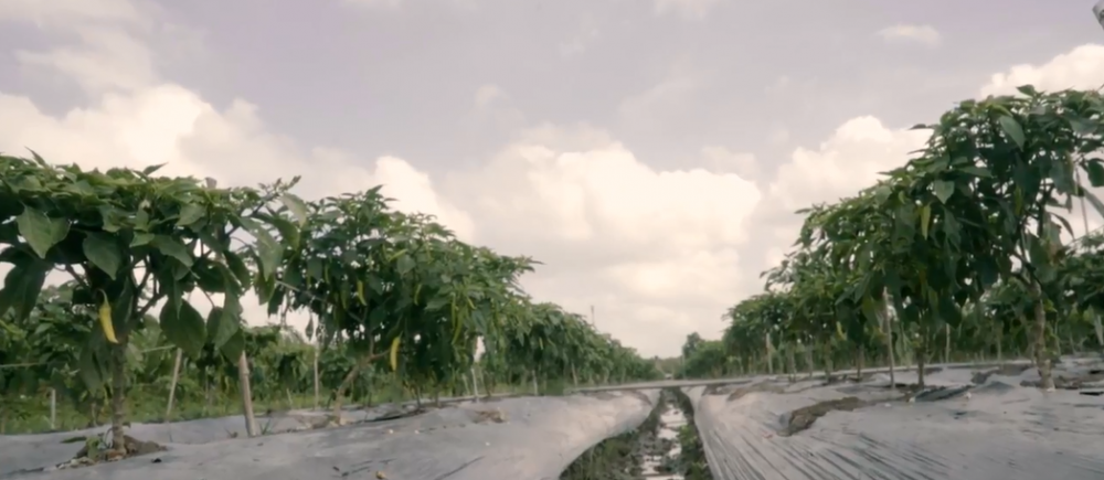 Luống ớt được sử dụng màng phủ để giữ độ ẩm và nuôi vi sinh cải tạo đất. Ảnh: Nongnghiepsach.