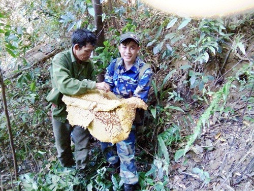 Dù phải trèo đèo vượt suối, chịu nhiều nguy hiểm nhưng nghề săn mật ong mang về cho họ tiền triệu/ngày. Ảnh: Hatinh24h.