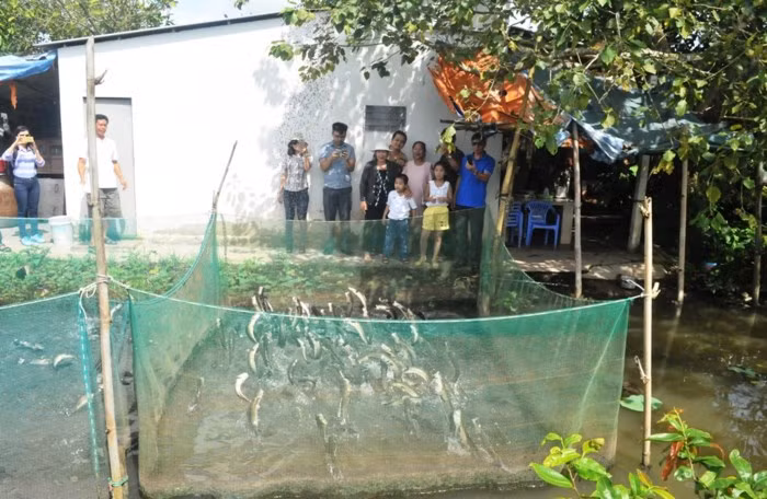 Du khách gần xa mỗi khi đến Cần Thơ đều muốn ghé thăm cá lóc bay độc nhất vô nhị này. Ảnh: GD&amp;TĐ.