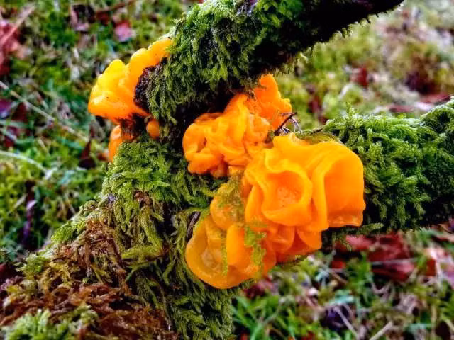 Có hình dáng bên ngoài giống hệt mộc nhĩ thường nhưng mộc nhĩ vàng có giá đắt gấp nhiều lần. Ảnh: Sohu.