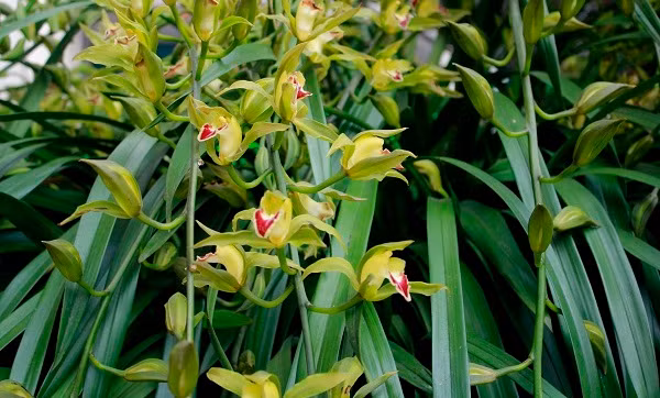 Sapa được xem là thủ phủ của loại địa lan Trần Mộng. Anh Vương Xuân Phương (quê gốc Sóc Sơn, Hà Nội) là một trong những chủ nhân có trại hoa lớn tại đây. Ảnh: Giadinhvietnam.