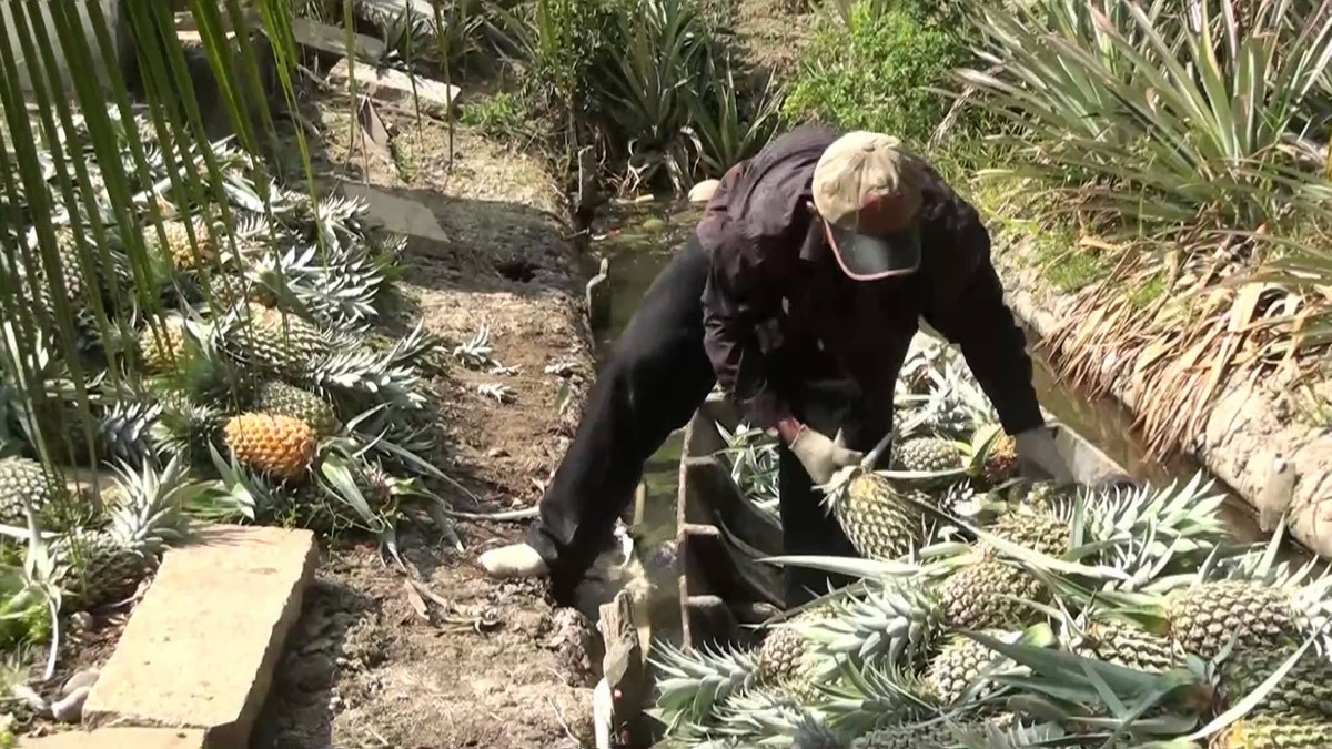 Những tháng còn lại, nông dân dùng kỹ thuật kích thích ra trái mùa để bán với giá cao hơn. Ảnh: Youtube.