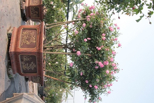 So với các dòng hoa nội địa khác thì hồng cổ có giá đắt hơn gấp nhiều lần. Vẻ đẹp tinh tế, sang trọng của các loại hoa này nhanh chóng được nhiều người ưa thích, tìm mua. Thậm chí nhiều gia đình còn thiết kế vườn hồng lên tới hàng trăm triệu đồng quanh nhà.